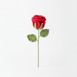 Enchanting Rose