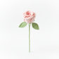 Enchanting Rose