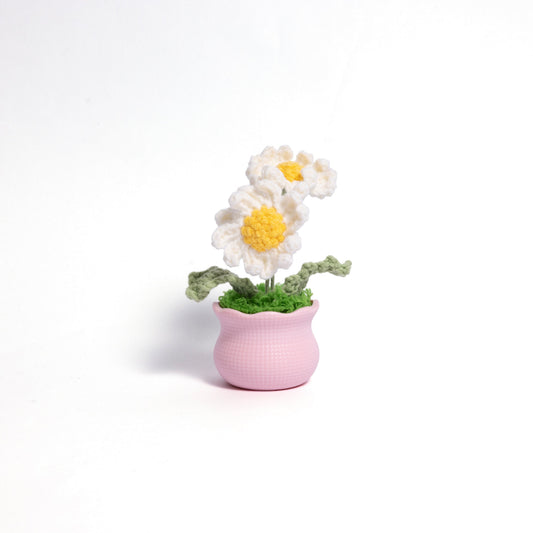 Tulips and Daisy Pot Plant