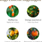 Young Living NingXia Red Antioxidant Drink – 25.35 fl oz (4 Pack) | Wolfberry & Citrus Essential Oils
